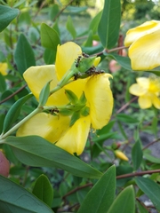 Hypericum beanii