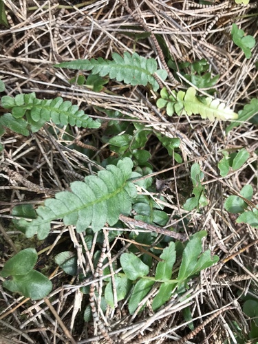 Blechnum appendiculatum observed 2018-07-10