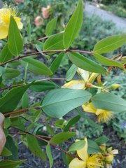 Hypericum beanii