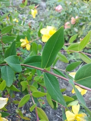 Hypericum beanii