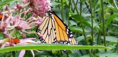 Danaus plexippus