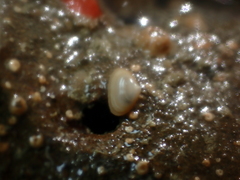 Borniola reniformis