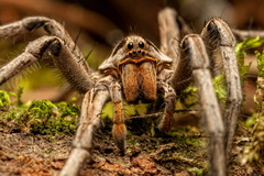 Lycosa erythrognatha