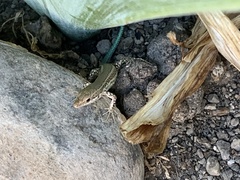 Podarcis vaucheri