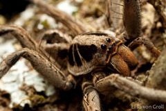 Lycosa erythrognatha