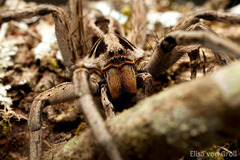 Lycosa erythrognatha