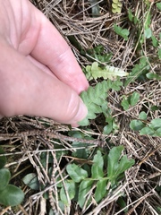 Blechnum appendiculatum