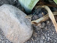 Podarcis vaucheri