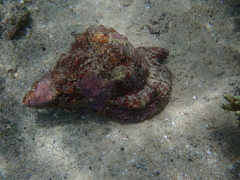 Tonnoidea