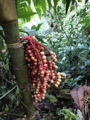 Leea guineensis