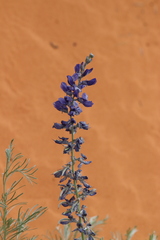 Sophora stenophylla