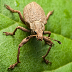 Cyrtomon
