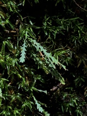 Cochlidium serrulatum