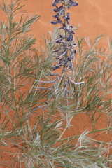 Sophora stenophylla