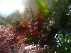 Pneophyllum coronatum