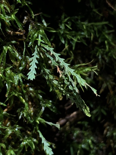 Toothed snailfern (Cochlidium serrulatum)