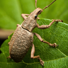 Cyrtomon