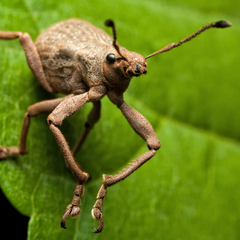 Cyrtomon