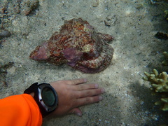 Tonnoidea