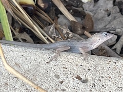 Anolis sagrei
