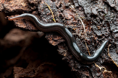 Endeavouria septemlineata