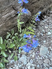 Penstemon albertinus