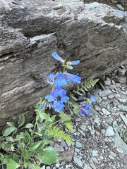 Penstemon albertinus