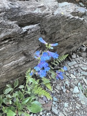 Penstemon albertinus
