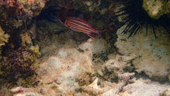 Sargocentron diadema