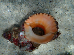 Tonnoidea