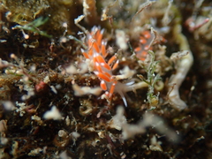 Coryphellina albomarginata