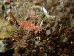 Coryphellina albomarginata