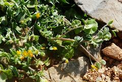 Anthyllis circinnata