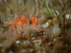 Coryphellina albomarginata