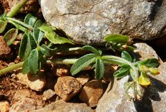 Anthyllis circinnata