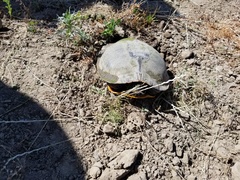 Trachemys scripta