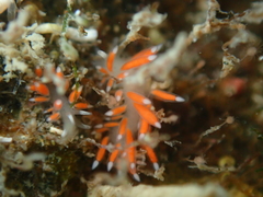 Coryphellina albomarginata