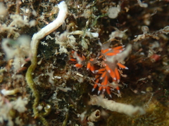 Coryphellina albomarginata