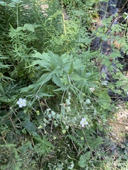 Ranunculus platanifolius