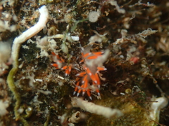 Coryphellina albomarginata