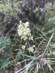 Melanthieae