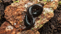 Endeavouria septemlineata