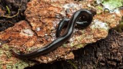 Endeavouria septemlineata