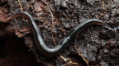 Endeavouria septemlineata