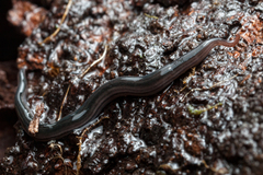 Endeavouria septemlineata