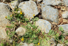 Anthyllis circinnata