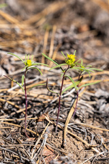 Orochaenactis thysanocarpha