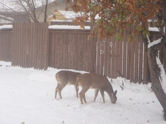 Odocoileus virginianus