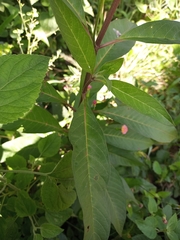 Asclepias curassavica