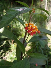 Asclepias curassavica